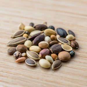 Уход за комнатной бегонией: подробное руководство для цветоводов